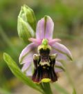 Ophrys apulica